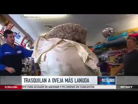 Video: Oveja gigante produce 93 libras de lana