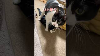 まるでお母さん💕｜PECO #白黒猫 #猫 #愛猫家 #猫動画 #猫のいる暮らし #blackandwhitecat #cat #catlover #catvideos #catlife