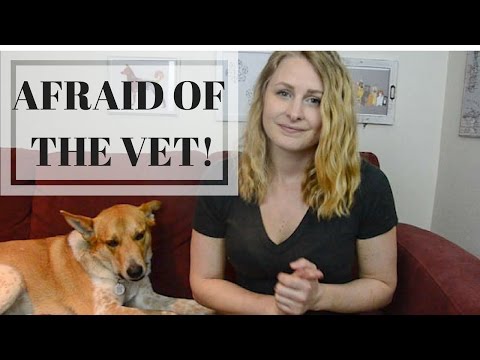 HOW TO CURE YOUR DOGS FEAR OF THE VET | InRuffCompany.com