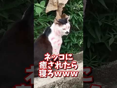 ネッコの動画で癒されたら寝ろｗｗｗ　#2ch #2chまとめ 動物スレ #2ch面白いスレ #動物 #犬 #猫 #癒やし #ねこ動画#ねこ