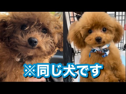 初めてのトリミング✂️4ヵ月プードル【パピーカット】