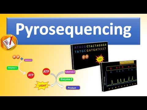 Pyrosequencing  - The Basic Principle and Steps Involved Explained