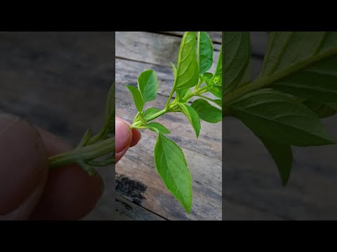 Basil how to grow | How to grow basil  indoors from cuttings