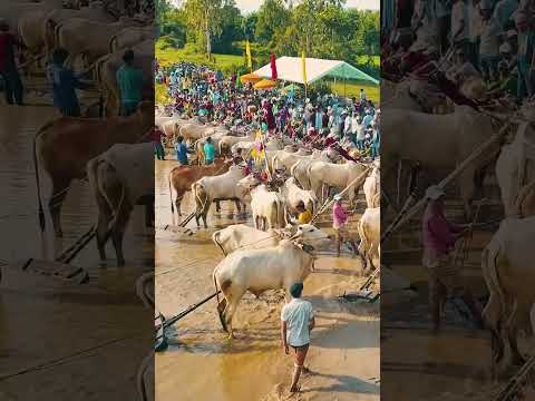 Cultural Spectacle The An Giang Ox Racing Festival #vietnamtravel #explorevietnam #asialegendtravel