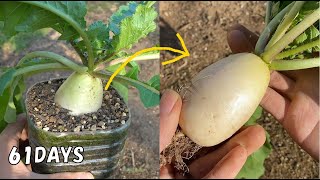 How to grow Daikon Radish in a plastic bottle