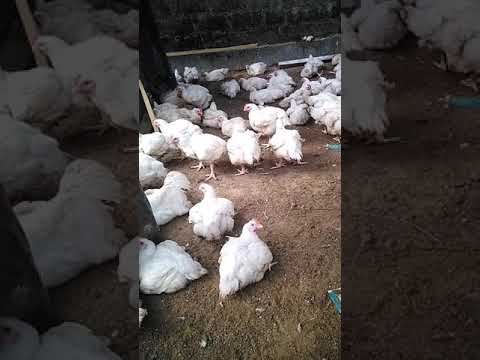 Organic treatment for broiler farmers