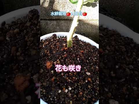 水耕栽培🍅14日目🍅 #shortsfeed #家庭菜園 #水耕栽培