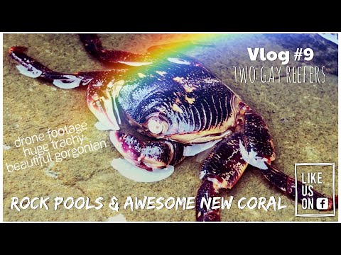 Rock Pools & Awesome New Coral