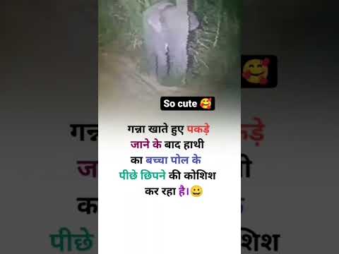 Funny Video Meme | Jokes Hindi Video #shorts