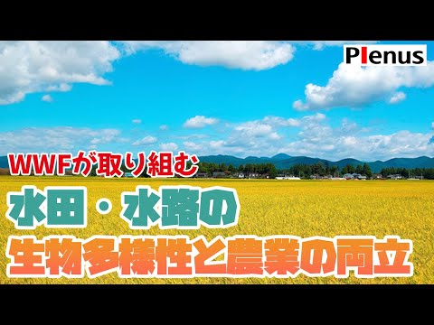 WWFが取り組む水田・水路の生物多様性と農業の両立