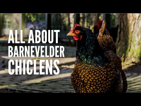 Barnevelder Chickens - Everything You Need to Know