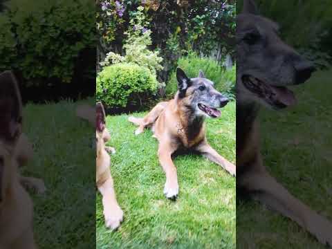 Malinois Puppy so cute with his Older Brother  #shorts #malinois #malinoispuppy #puppy