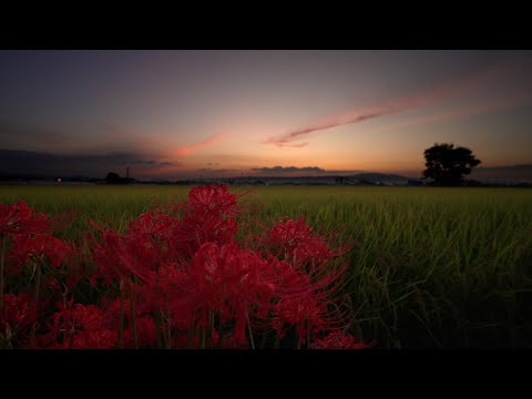 彼岸花、再び