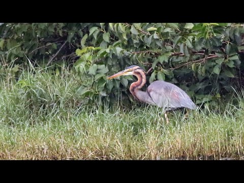 林邊鄉的紫鷺Ardea purpurea manilensis  （2024 12 16）