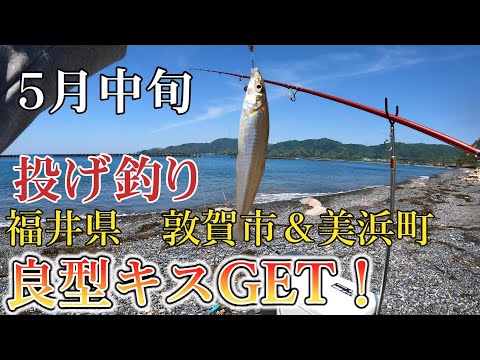 鱚釣り　５月中旬の投げ釣り結果　#キス釣り #敦賀 #福井県 #北陸 #愛知 #釣り #三重　#関西　#釣果　#ファミリー