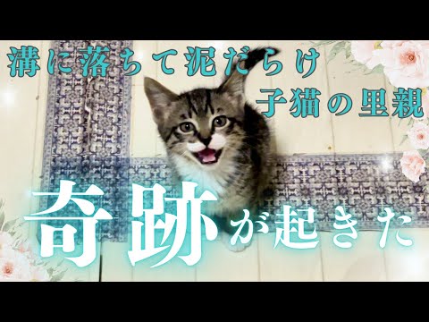 【奇跡の瞬間が起きました】溝に落ちて泥だらけになっていた子猫の8日目～9日目の記録