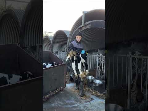 Farm Cows #shorts #fyp #cow #feeding #milking #hoofing