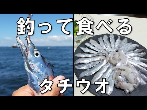 【釣って食べる】東京湾のタチウオ 釣っても食べても面白い レシピも多彩です