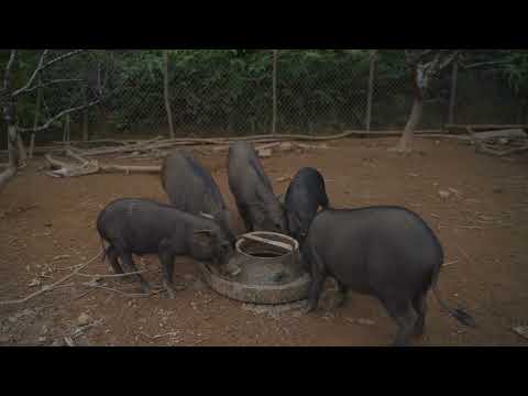 Harvest grapefruit garden Goes to market sell - Daily life of a single mother || Mái Nhà Tranh