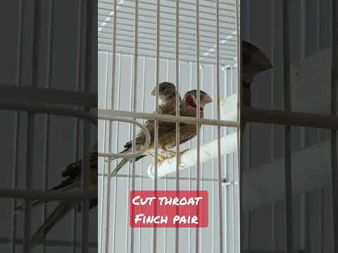 #exoticbird #finches #bird #amadinafasciata #cutthroatfinch