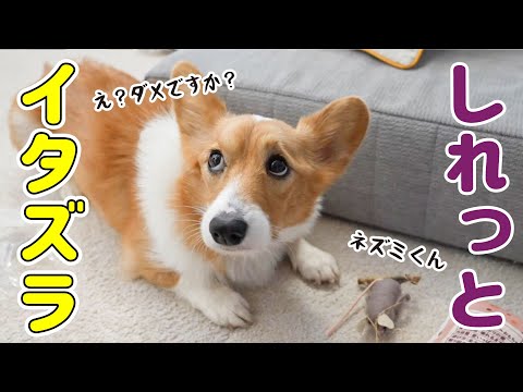 興味がないと見せかけて、結局お邪魔虫してくる愛犬です