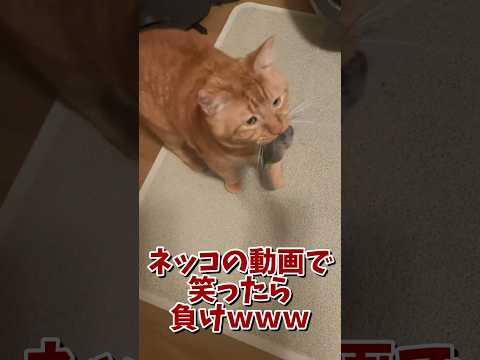 ネッコの動画で笑ったら寝ろｗｗｗ　#2ch #2ch動物スレ #2ch面白いスレ #動物 #犬 #猫 #癒やし #ねこ #2chほのぼの #ネコ