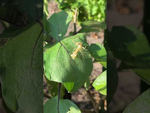 白いカマキリ