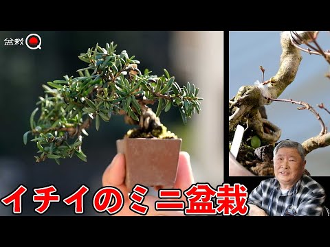 How to make a mini yew bonsai and how to call it [Bonsai Q]