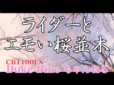 【CB1100EX】ライダーとエモい桜並木【モトブログ】