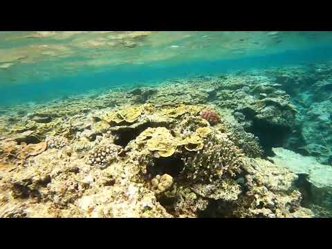 ビーチエントリーシュノーケリング - 石垣島八島・桜口リーフエッジ