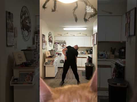 Cat RUINS Dance Tutorial