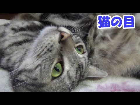 綺麗な猫の目　cat's eyes　（アメリカンショートヘア）