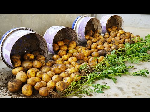 Growing Potatoes Is Easy In Plastic Containers, Lots Of Old Without Pests