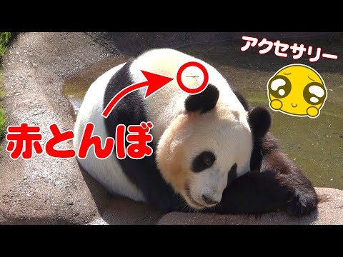 【奇跡の秋】パンダ×赤とんぼ＝秋の絶景🐼🍂「結浜」コーデがトレンドに⁉✨