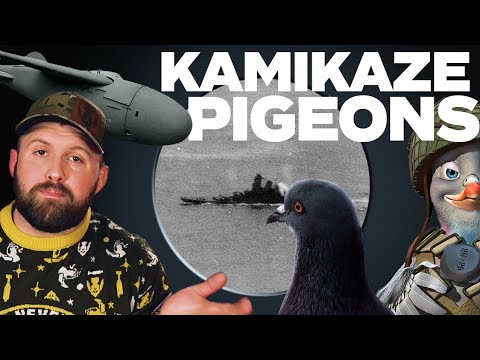 Kamikaze Pigeon Guided Bombs: How They Work