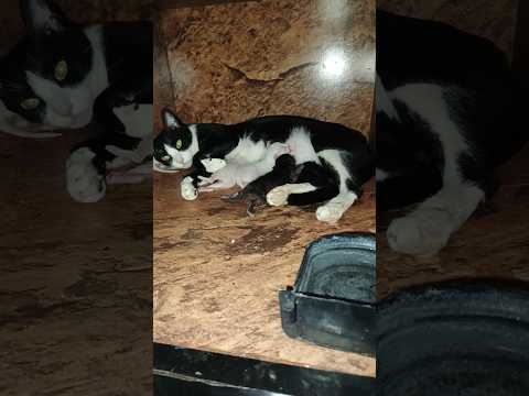 My cat gave birth to four kittens #catbaby #cat #catrescue #usa #uk #poorcat