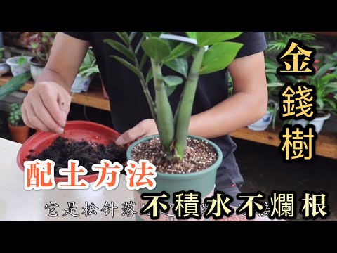 【天天小花農】金錢樹，使用這種配土方法，既不積水又不爛根，亦能補充營養