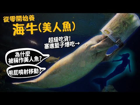 【從零開始養】海牛?(美人魚?)海牛為什麼被稱作美人魚?海牛交配競爭激烈，12男同時跟1女!?用屁噴射移動【許伯簡芝】