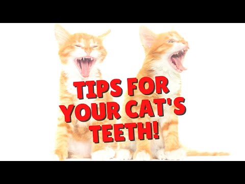 Dental Tips for Cats | Two Crazy Cat Ladies