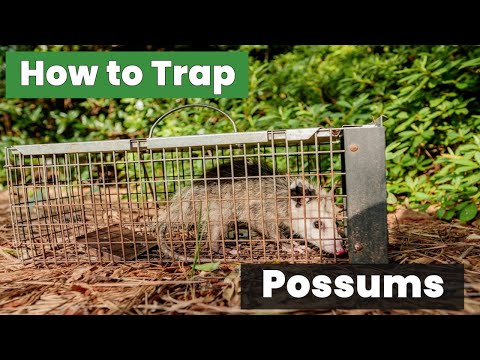 How to Trap Possums Fast: DIY Methods That Work