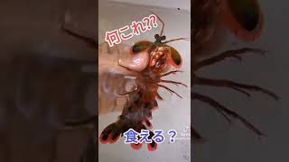 【危険】海のヤバい生物３選 #shorts