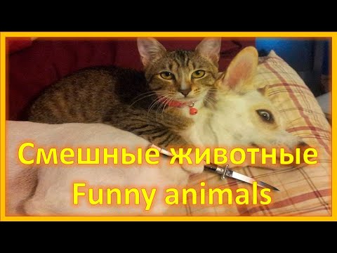 Классная подборка смешных животных.  Коты и собаки