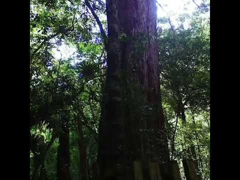 上帝的部落～司 馬庫斯～仙境
讓人忘卻紛擾塵世，讓人沉靜不思俗世