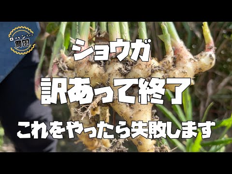 【生姜】これをすると大きくならない！！やりがちな失敗５つ【農家の家庭菜園】【しょうが】