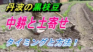 【枝豆・土寄せ】丹波黒枝豆・1回目の土寄せをします。梅雨も明け暑い時ですが大切な作業です。