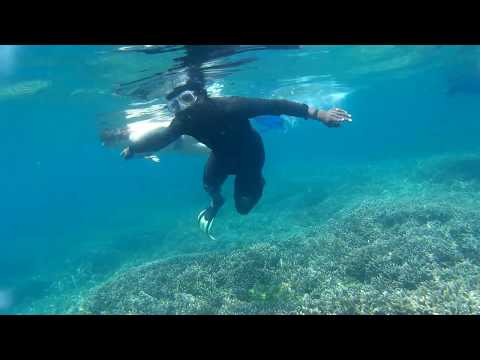 නිලවේලි පරෙවි දූපතෙහි  මෝරුන් - Shark a reef shark in pigon Island nilaveli trincomalee sri lanka