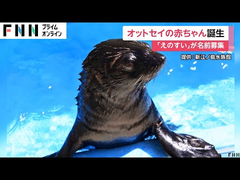 「えのすい」でオットセイの赤ちゃん誕生　4日から名前募集開始　お母さん「アポロ」お父さんは「ムサシ」　神奈川・新江ノ島水族館