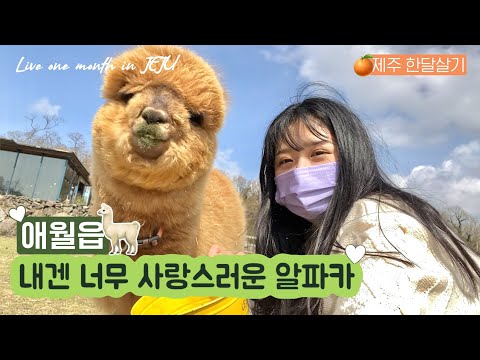 제주 한달살기 브이로그 | 애월 도치돌 알파카 목장이 다 한 하루 🦙 애월읍 카페 추천 | 유랑노니