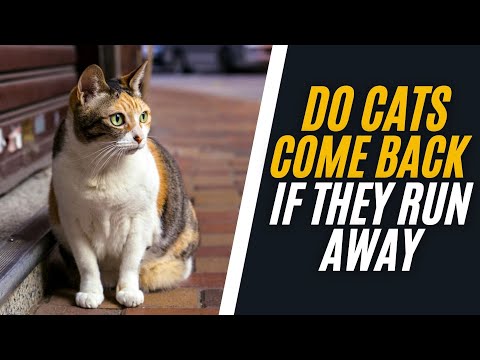 Do Cats Come Back Home If They Run Away?