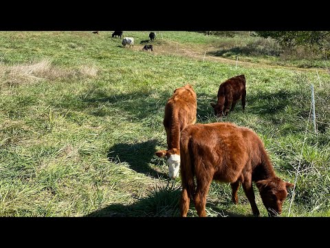 Cows Moved, Babies Kicking up Their Heels, Grateful for This Life #Shorts